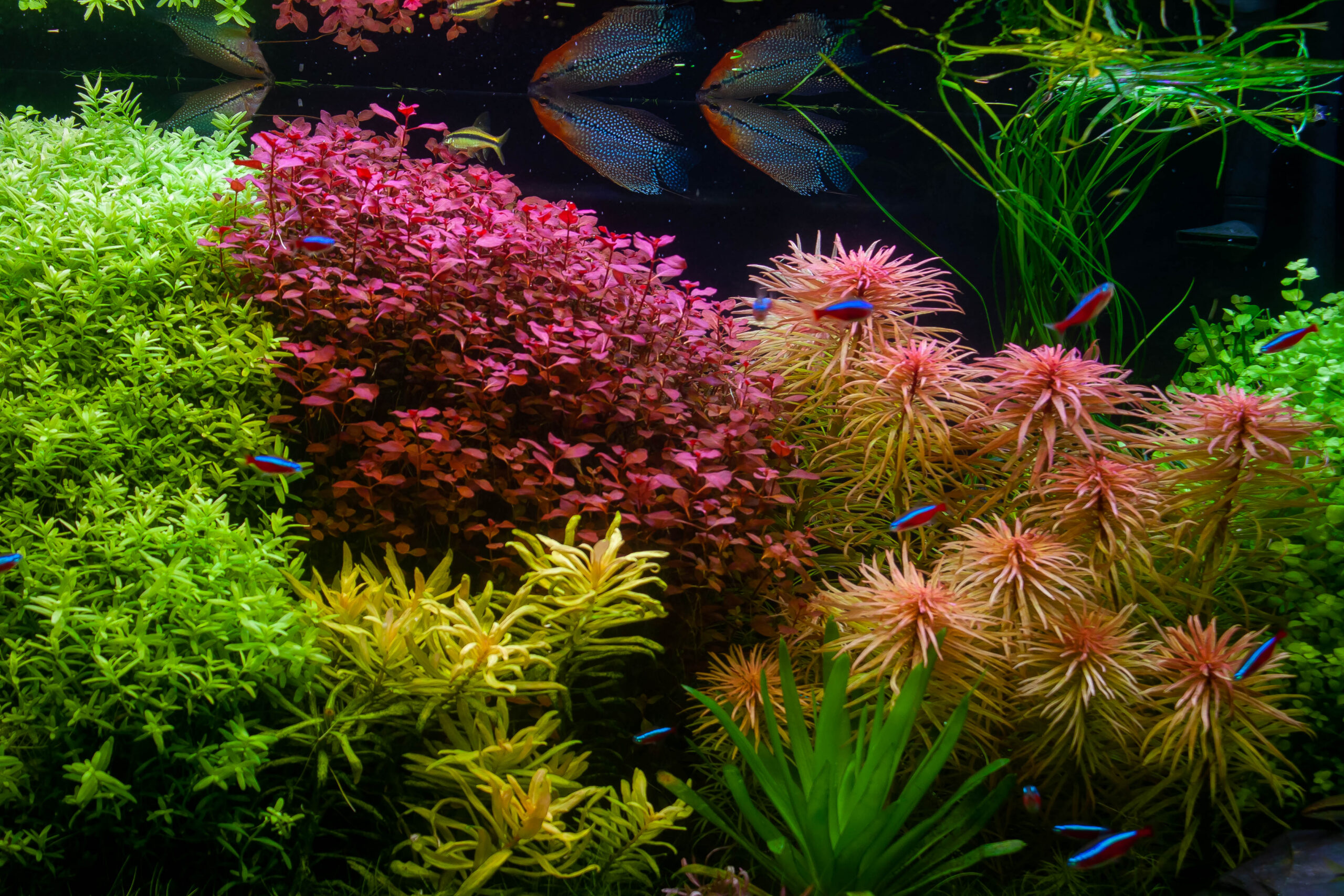 Planted aquarium (2025)